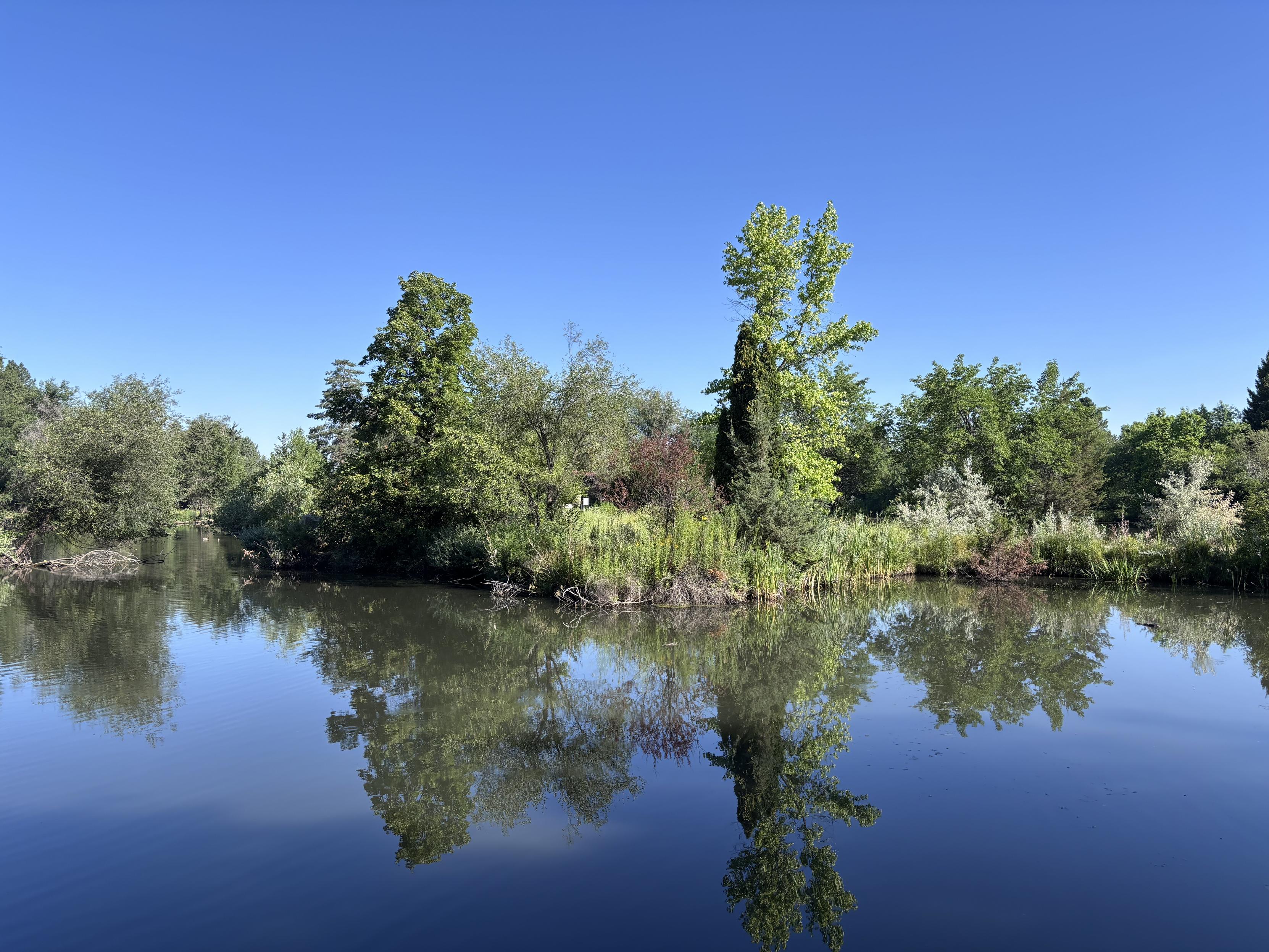 A photo overlooking a pond in the Kathryn Albertson Park in Boise, ID. The trees and plants on the other side are reflected in the mostly still water. The sky up above is a clear blue, no clouds.